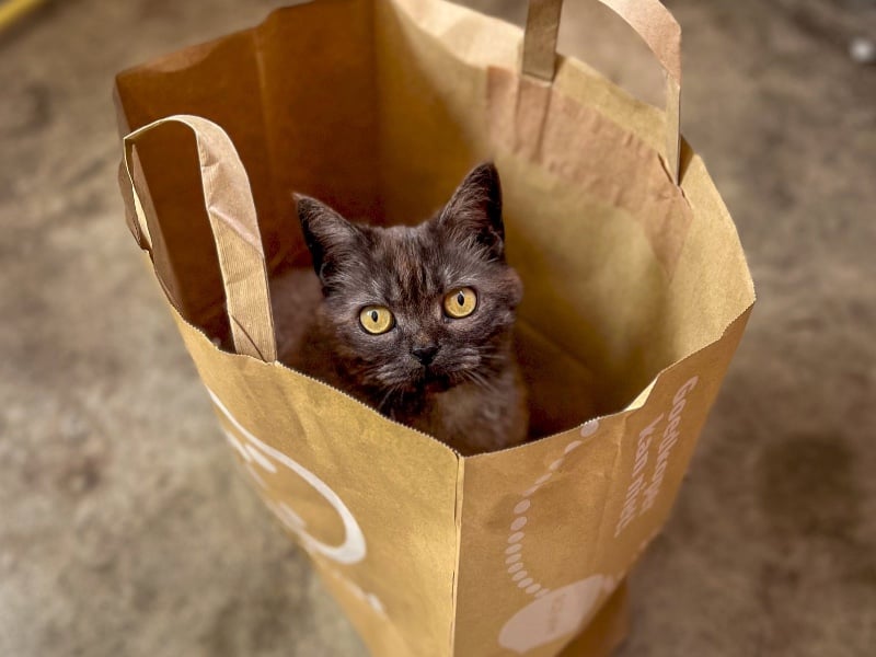 Hoe je voorkomt dat je een kat in de zak koopt (of een ticket bij Joost)